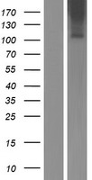 GPR110 (ADGRF1) Human Over-expression Lysate