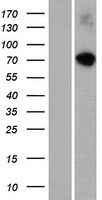 RASGRP 4 (RASGRP4) Human Over-expression Lysate