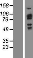 NSP3 (SH2D3C) Human Over-expression Lysate