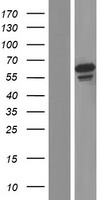 GFM2 Human Over-expression Lysate