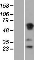 RASSF1 Human Over-expression Lysate