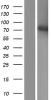 Lamin A (LMNA) Human Over-expression Lysate
