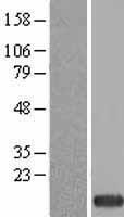 POLR1H Human Over-expression Lysate