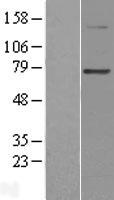 PGBD3 Human Over-expression Lysate