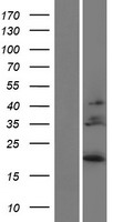 IL28B (IFNL3) Human Over-expression Lysate