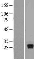 IL28A (IFNL2) Human Over-expression Lysate