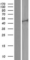 KCNQ2 Human Over-expression Lysate