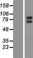 KCNQ2 Human Over-expression Lysate