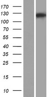 RC3H1 Human Over-expression Lysate
