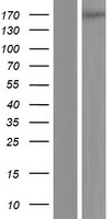 PLEKHH2 Human Over-expression Lysate