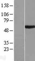 RNF23 (TRIM39) Human Over-expression Lysate