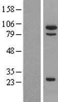 MSH5 Human Over-expression Lysate