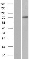 REXO1L1 (REXO1L1P) Human Over-expression Lysate