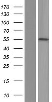 CAMKK2 Human Over-expression Lysate