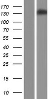 CACNA2D4 Human Over-expression Lysate