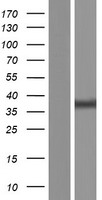 CD46 Human Over-expression Lysate
