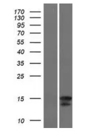 IL4 Human Over-expression Lysate