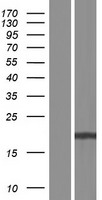 IL17E (IL25) Human Over-expression Lysate