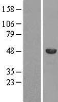 SPAG8 Human Over-expression Lysate