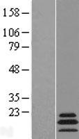 MRPL54 Human Over-expression Lysate