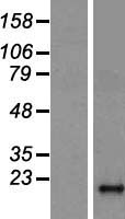 DAOA Human Over-expression Lysate