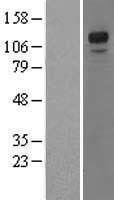 NFAT4 (NFATC3) Human Over-expression Lysate