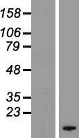 FXYD4 Human Over-expression Lysate