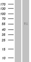 IL28 Receptor alpha (IFNLR1) Human Over-expression Lysate