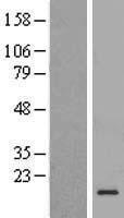 C1D Human Over-expression Lysate