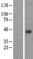 MT (MCAT) Human Over-expression Lysate