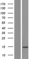 EIF4E3 Human Over-expression Lysate