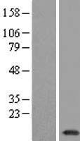 LINC00471 Human Over-expression Lysate