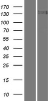 Tau tubulin kinase 2 (TTBK2) Human Over-expression Lysate
