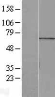 MPP7 Human Over-expression Lysate