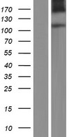 Laeverin (LVRN) Human Over-expression Lysate