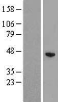 ZCCHC12 Human Over-expression Lysate