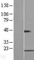 FUNDC1 Human Over-expression Lysate