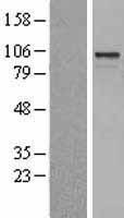 Rho guanine exchange factor 15 (ARHGEF15) Human Over-expression Lysate