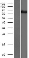 ATG9B Human Over-expression Lysate
