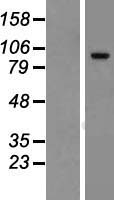 FAM115C (TCAF2) Human Over-expression Lysate