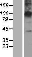 ZDHHC23 Human Over-expression Lysate