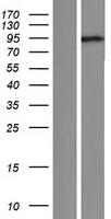 C7orf51 (NYAP1) Human Over-expression Lysate