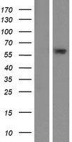 C6orf146 (FAM217A) Human Over-expression Lysate