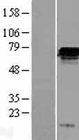 FGD2 Human Over-expression Lysate