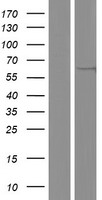 TYSND1 Human Over-expression Lysate