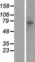 CXXC11 (RTP5) Human Over-expression Lysate
