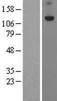 PRTG Human Over-expression Lysate