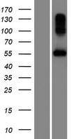 BPIFC Human Over-expression Lysate