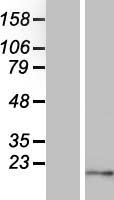 PMS2P5 Human Over-expression Lysate