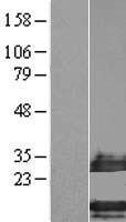 C4orf34 (SMIM14) Human Over-expression Lysate